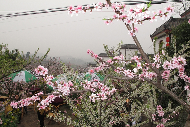 桃花